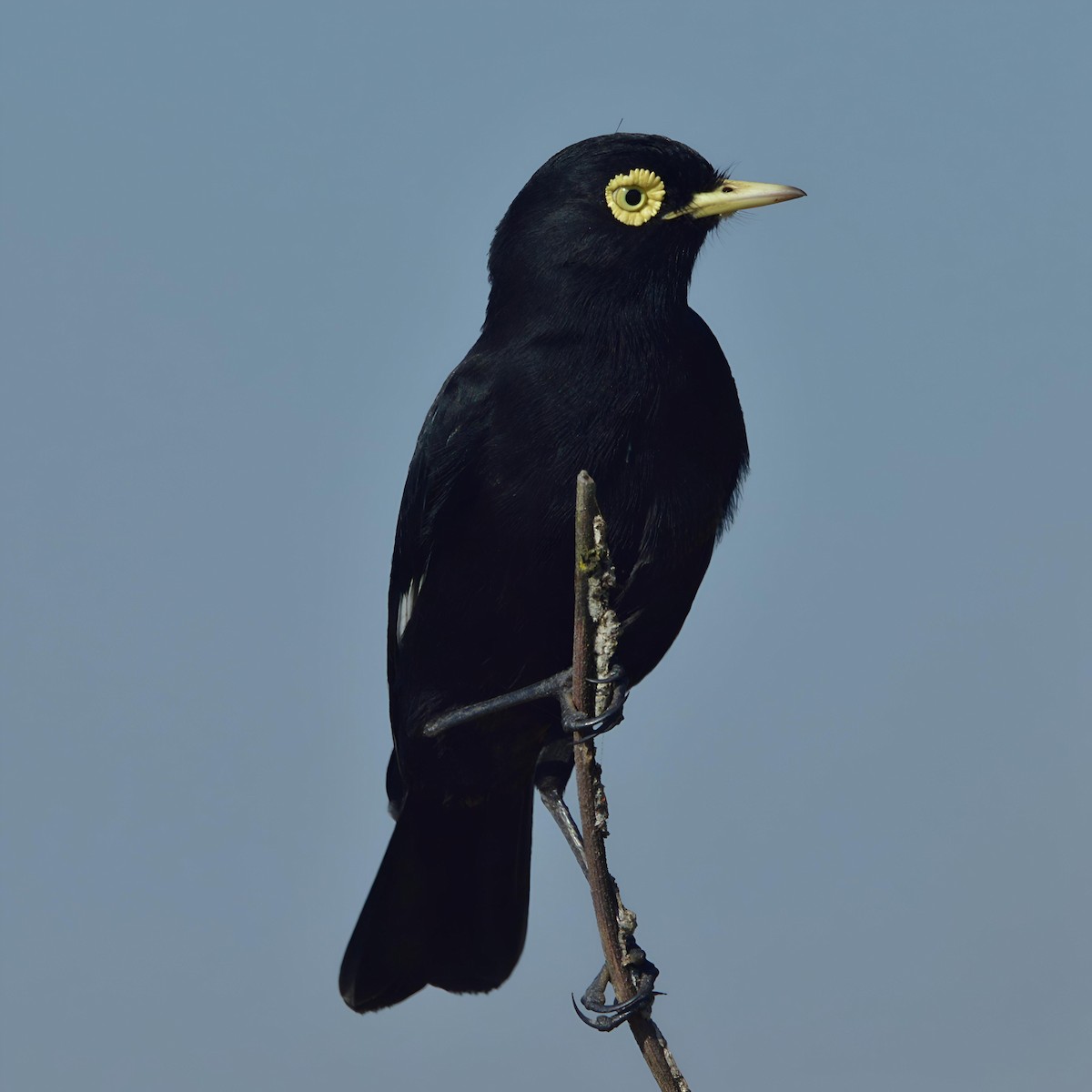 Spectacled Tyrant - ML620407192