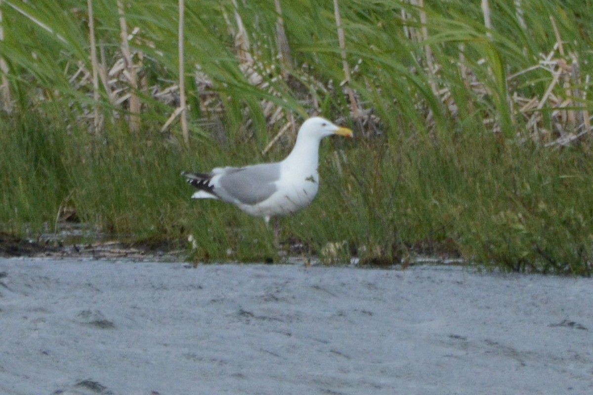 Goéland argenté - ML620407199