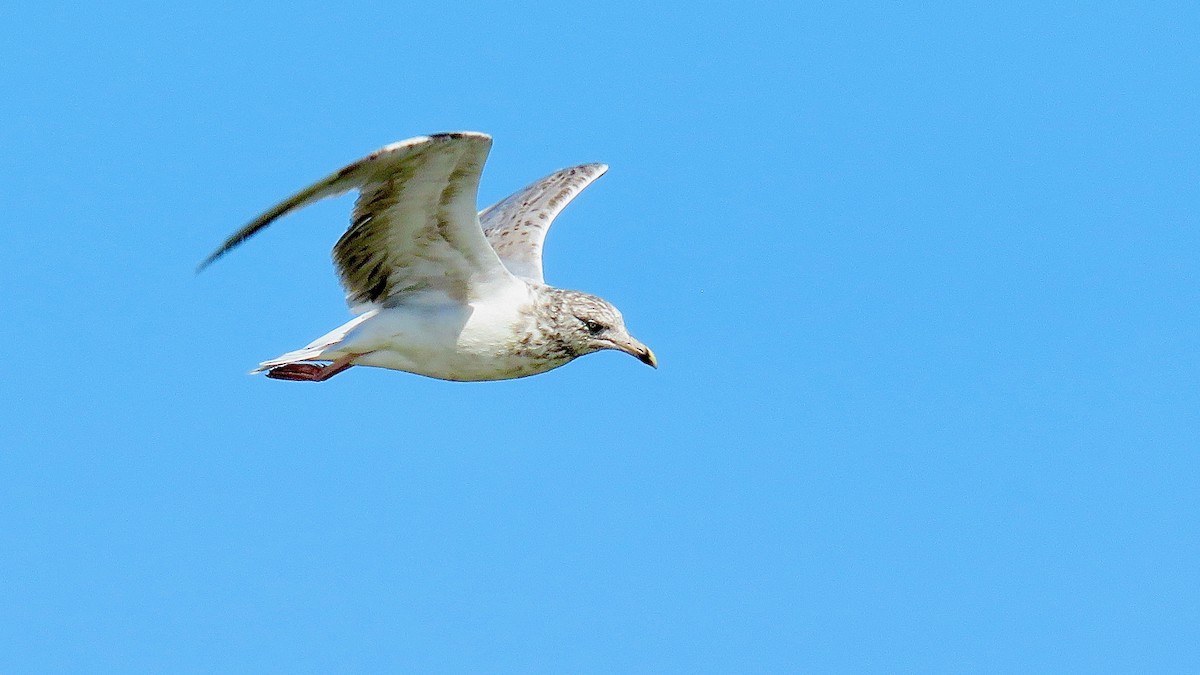 Gaviota Argéntea - ML620407200