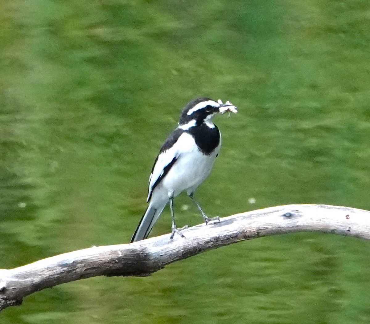 African Pied Wagtail - ML620407206