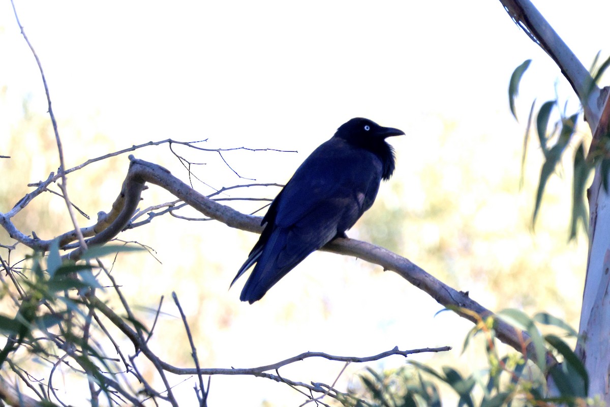 Australian Raven - ML620407207