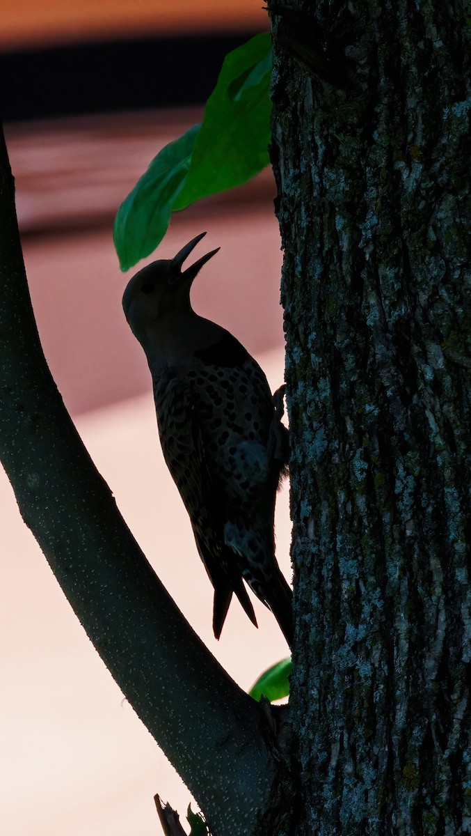 Northern Flicker - ML620407210