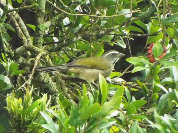 Green-winged Saltator - ML620407222