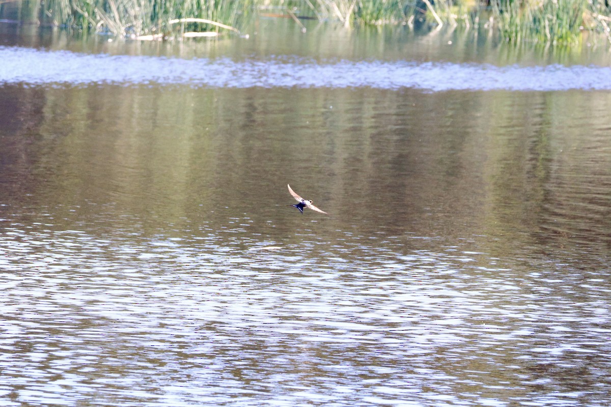 Golondrina Australiana - ML620407223