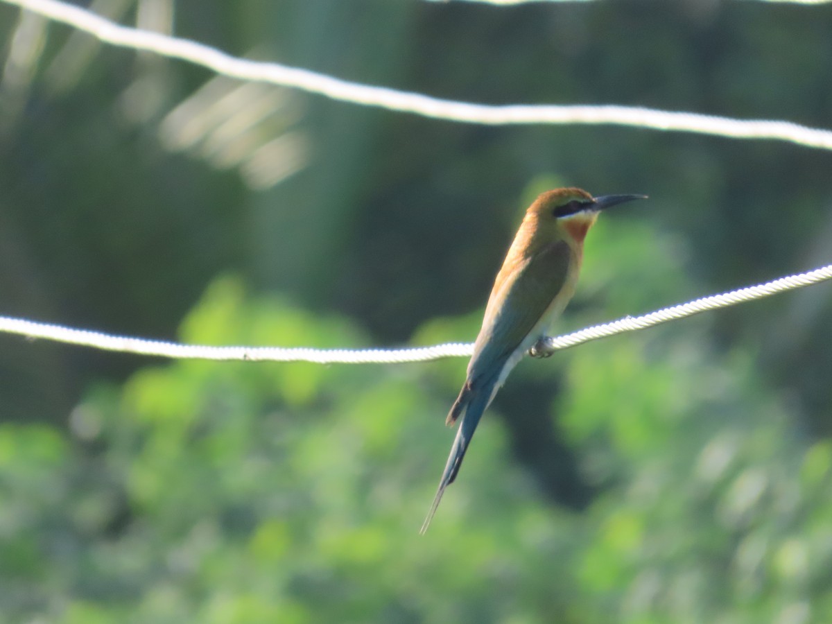Blue-tailed Bee-eater - ML620407228