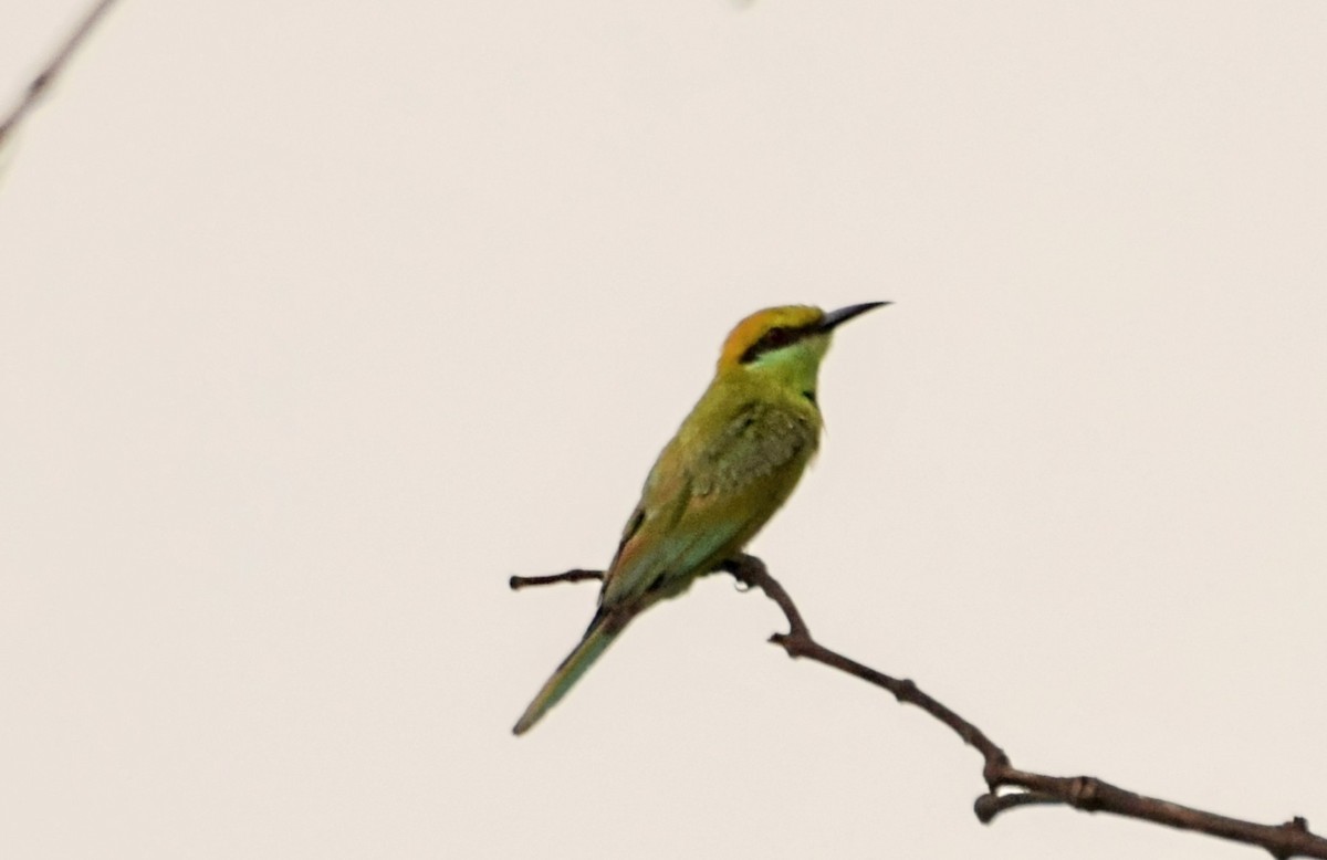 Asian Green Bee-eater - ML620407231