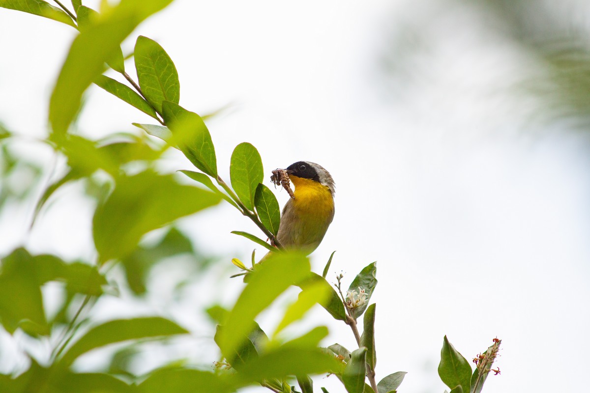 Common Yellowthroat - ML620407242