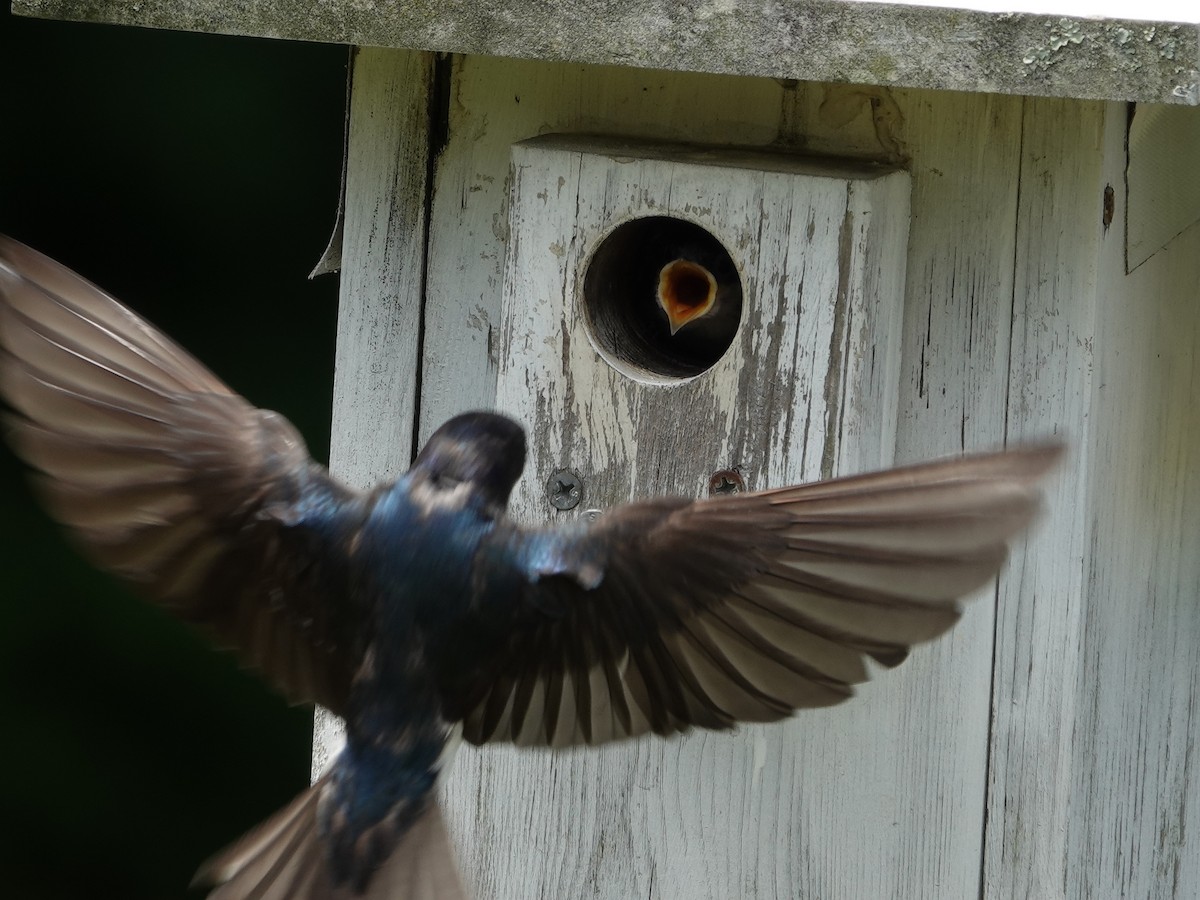 Tree Swallow - ML620407244