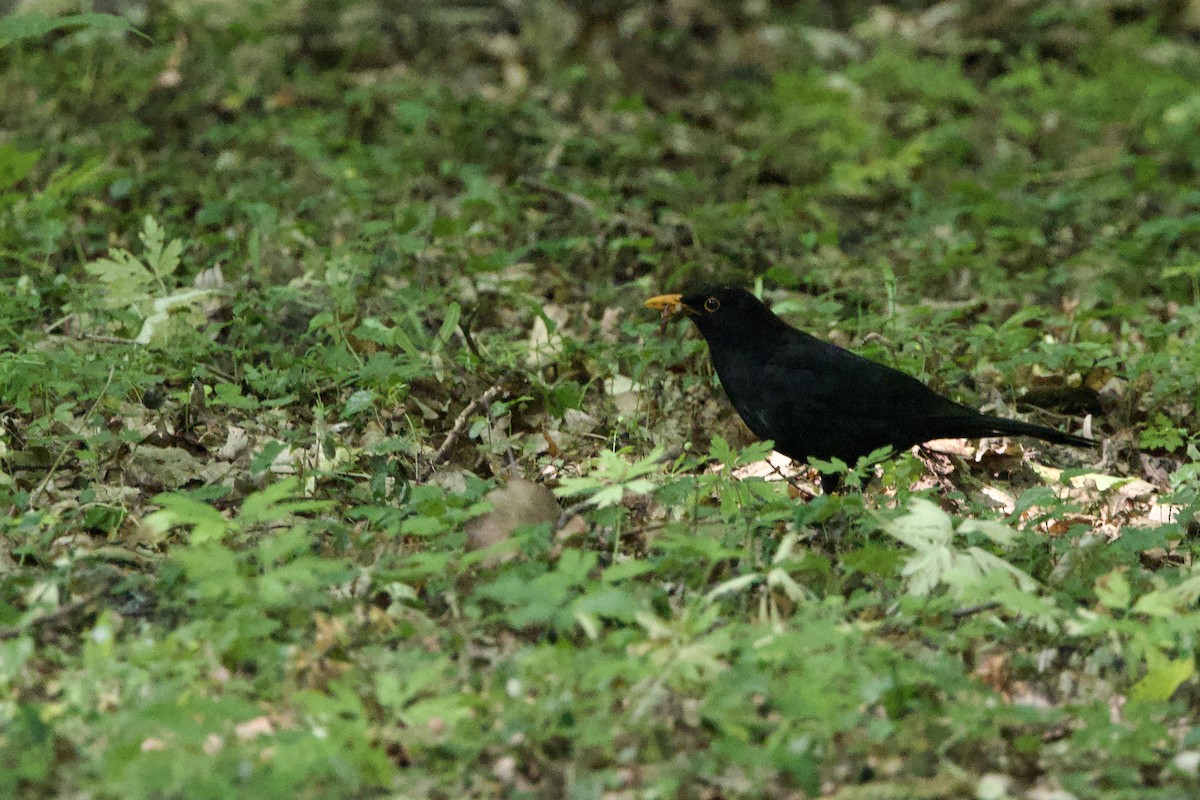 Eurasian Blackbird - ML620407245