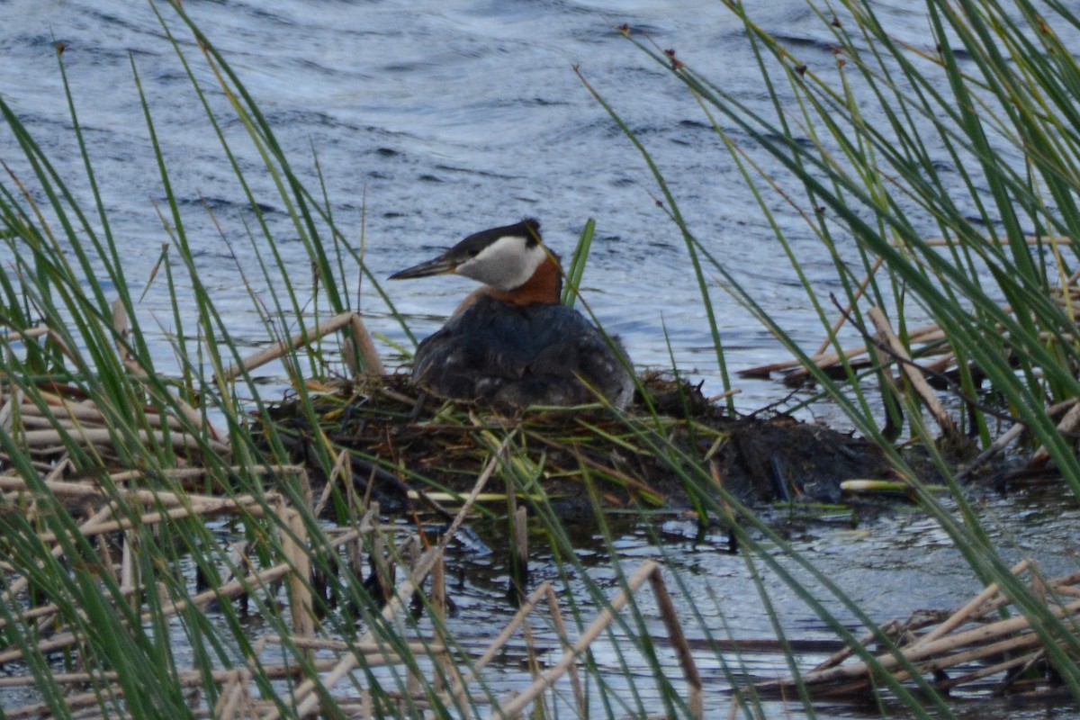 Red-necked Grebe - ML620407256