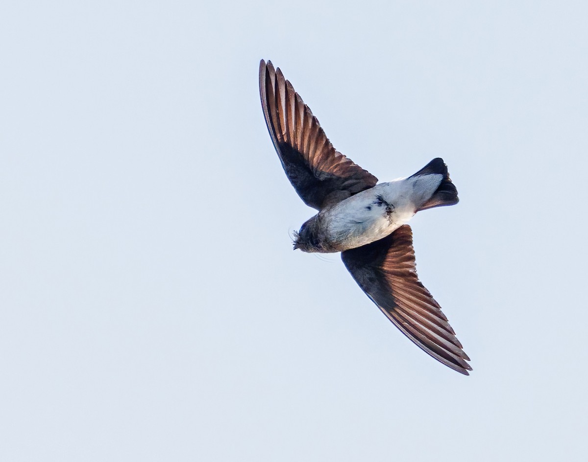 Northern Rough-winged Swallow - ML620407258