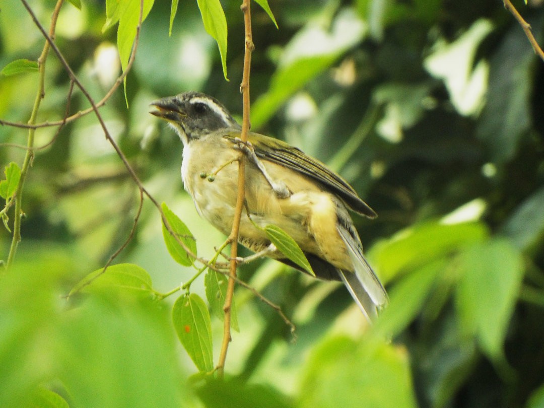 Green-winged Saltator - Henrique Heidi Horiyshi