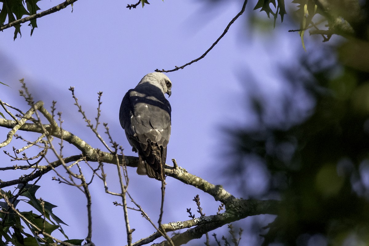 Mississippi Kite - ML620407264