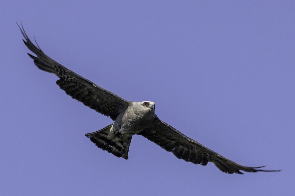 Mississippi Kite - ML620407265