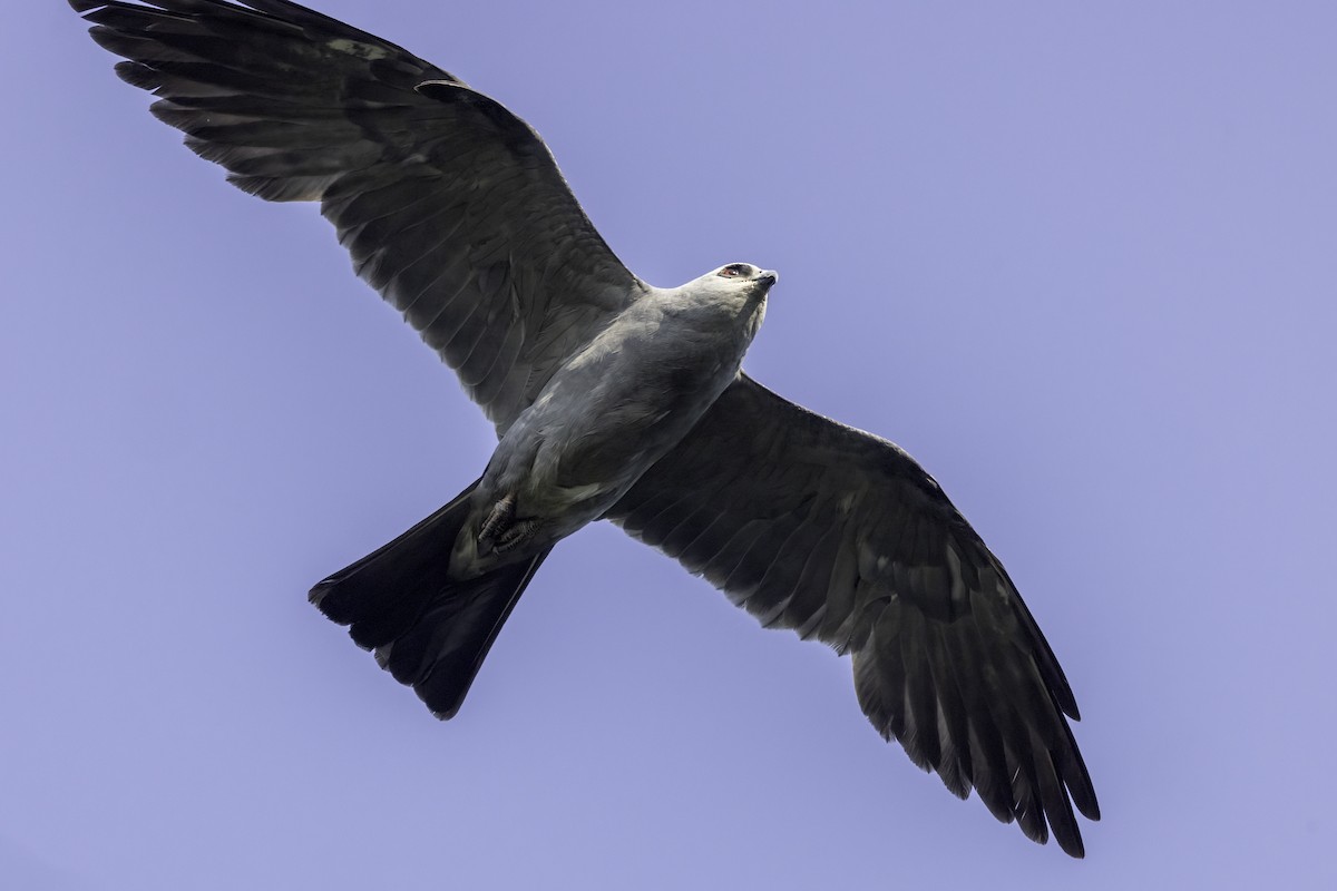 Mississippi Kite - ML620407266