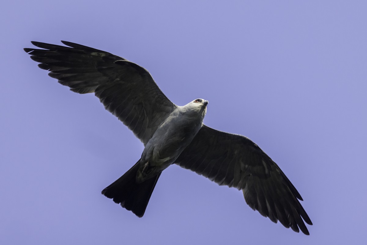 Mississippi Kite - ML620407267