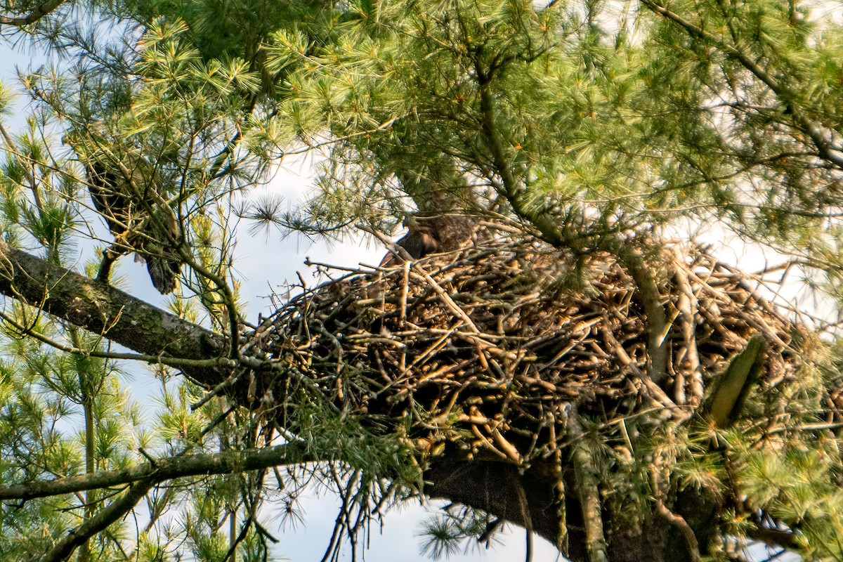 Weißkopf-Seeadler - ML620407268