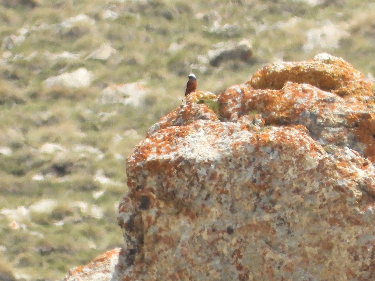 White-winged Redstart - ML620407281