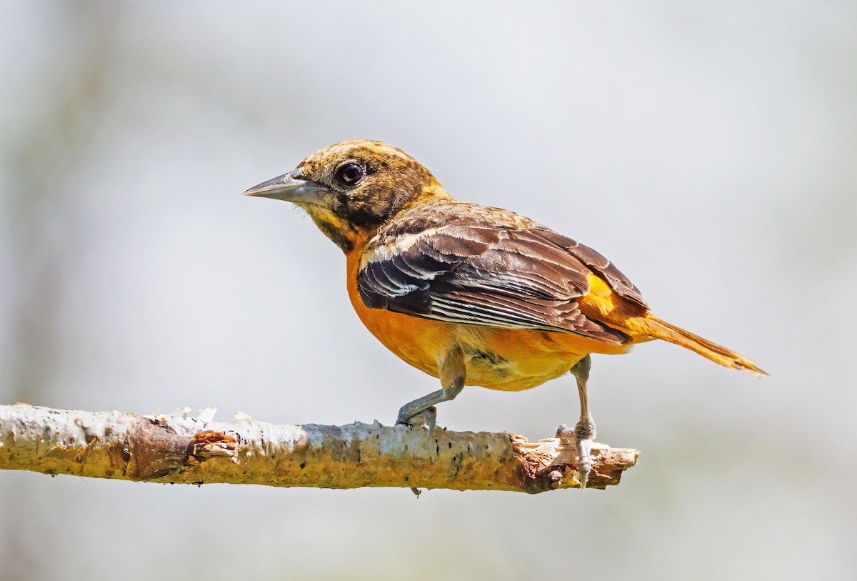 Oriole de Baltimore - ML620407288