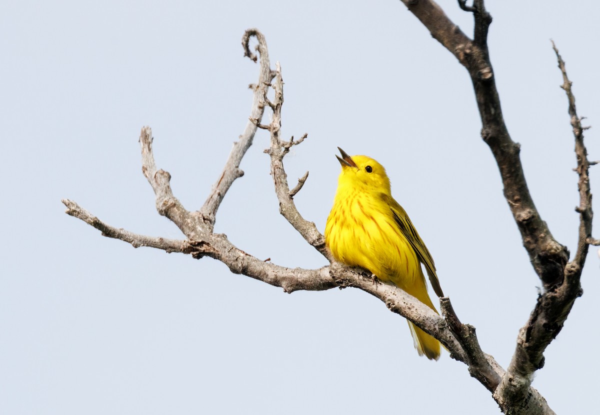 Yellow Warbler - ML620407292