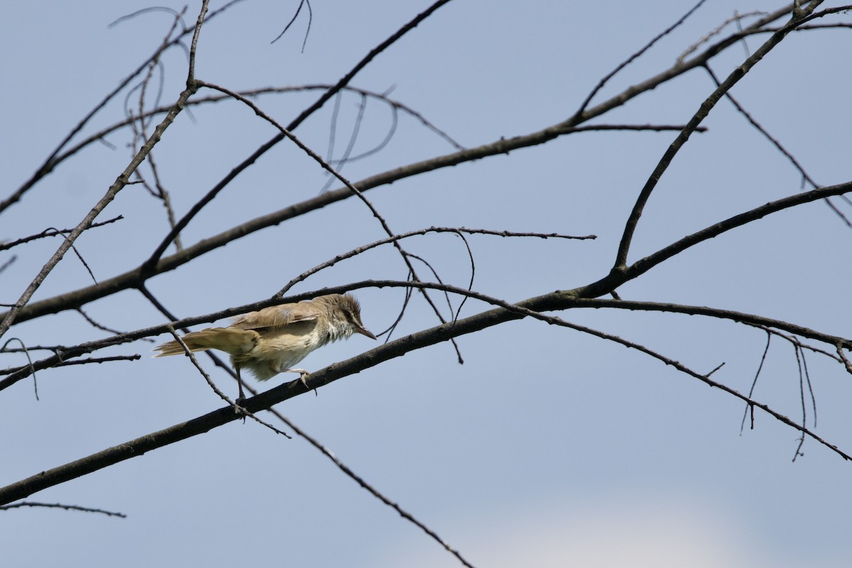 Common Reed Warbler - ML620407295