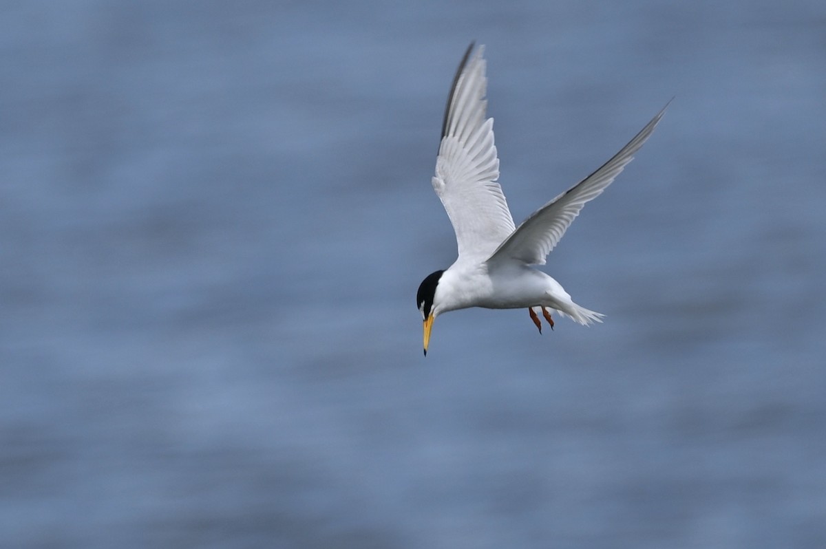 Little Tern - ML620407296