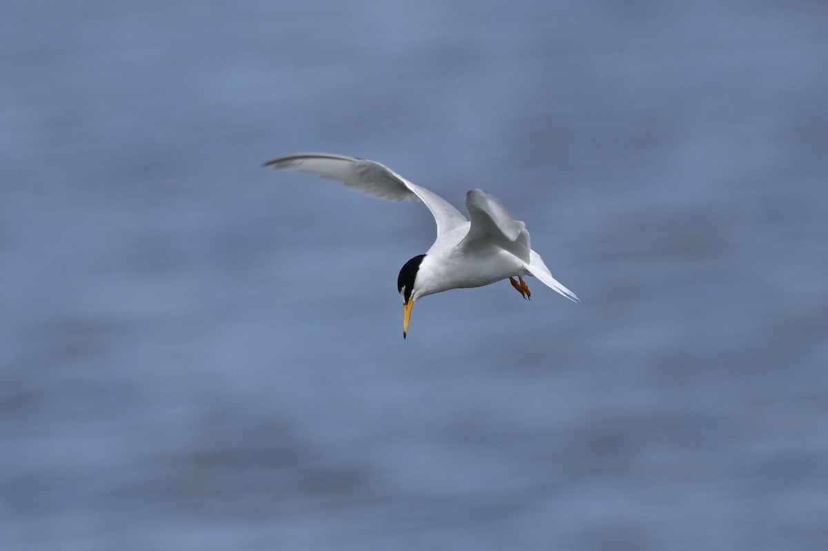 Little Tern - ML620407297