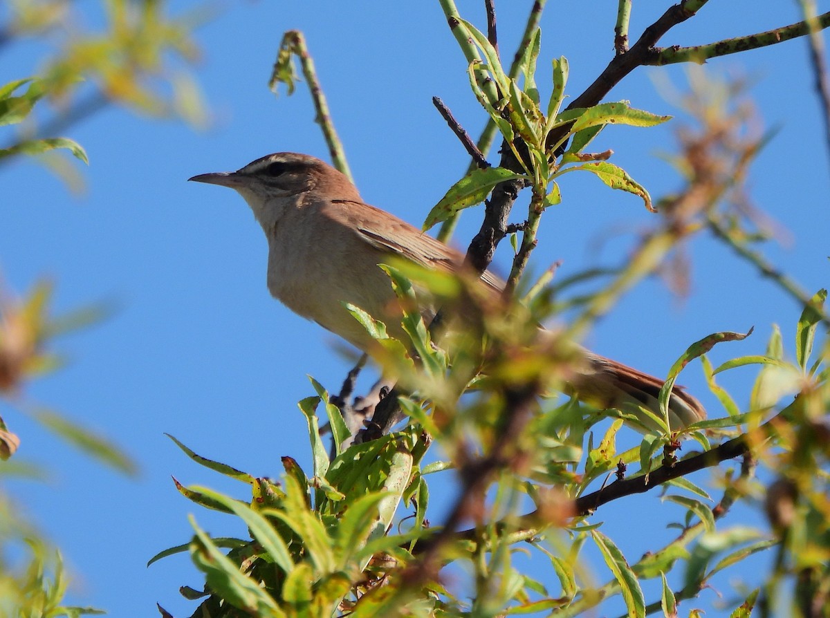 Rufous-tailed Scrub-Robin - ML620407298