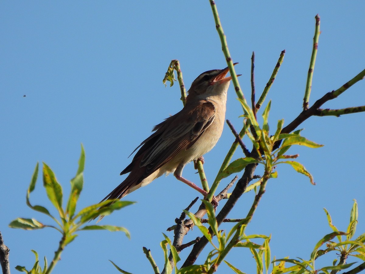 Rufous-tailed Scrub-Robin - ML620407300