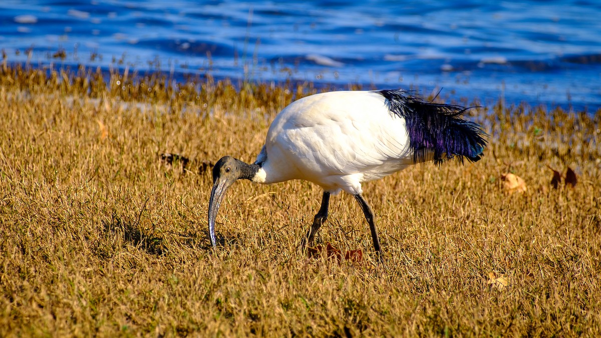 Ibis sakratua - ML620407301