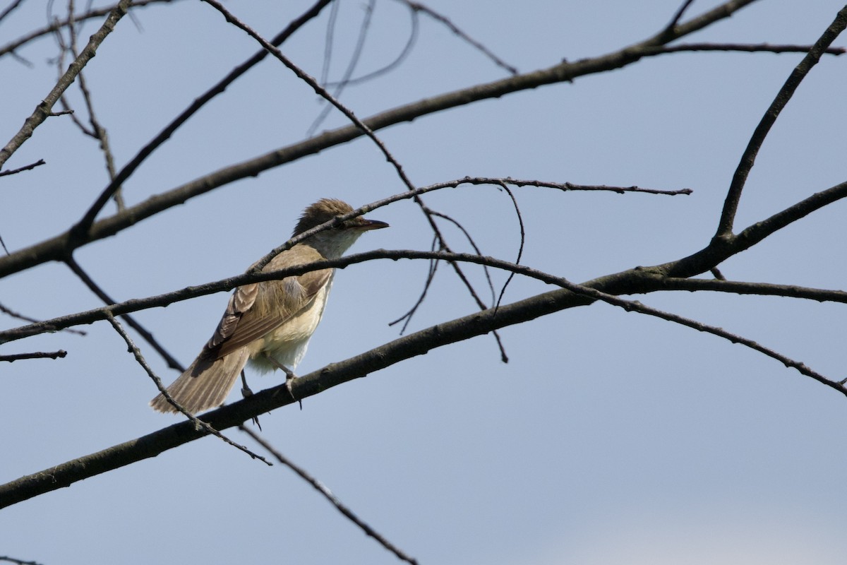 Common Reed Warbler - ML620407302