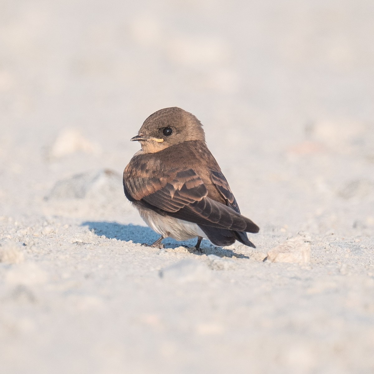 Northern Rough-winged Swallow - ML620407309