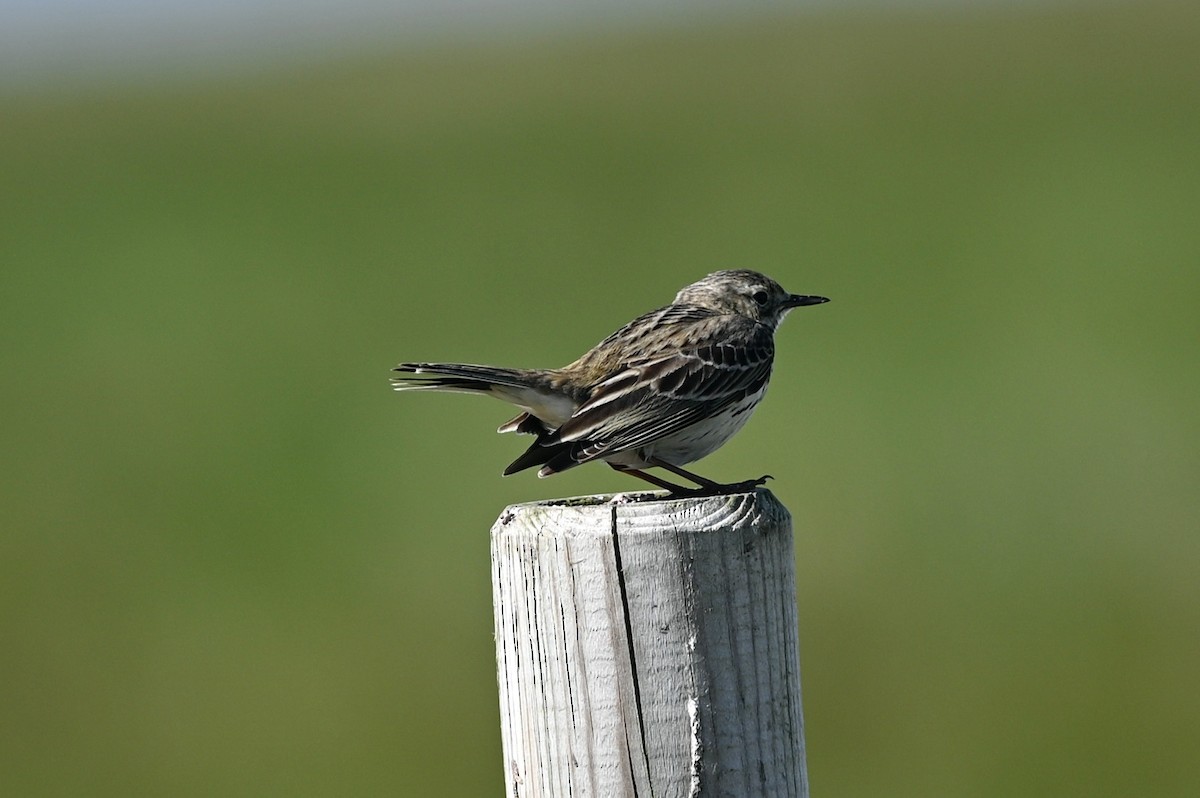 Meadow Pipit - ML620407312