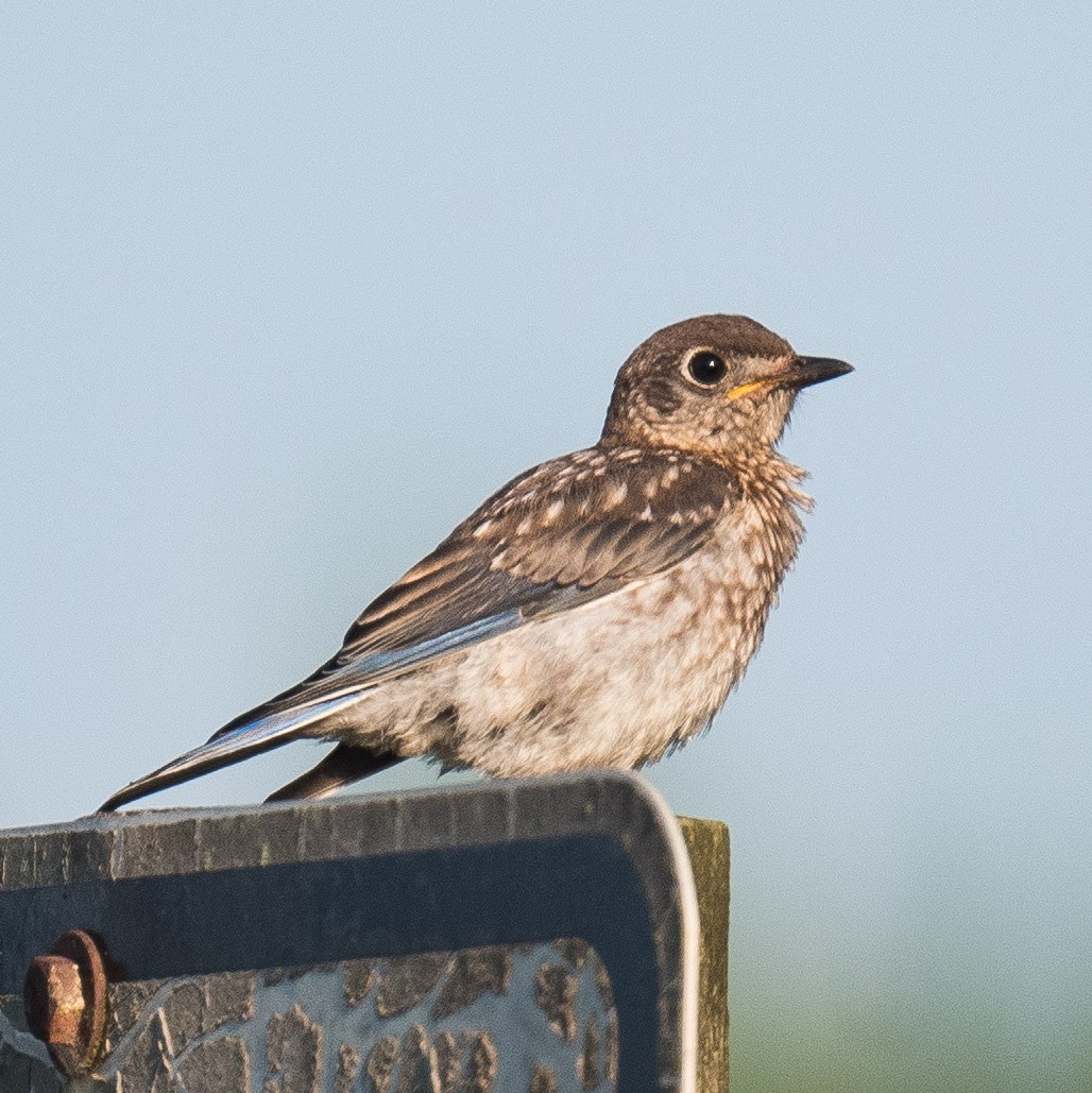 Eastern Bluebird - ML620407313