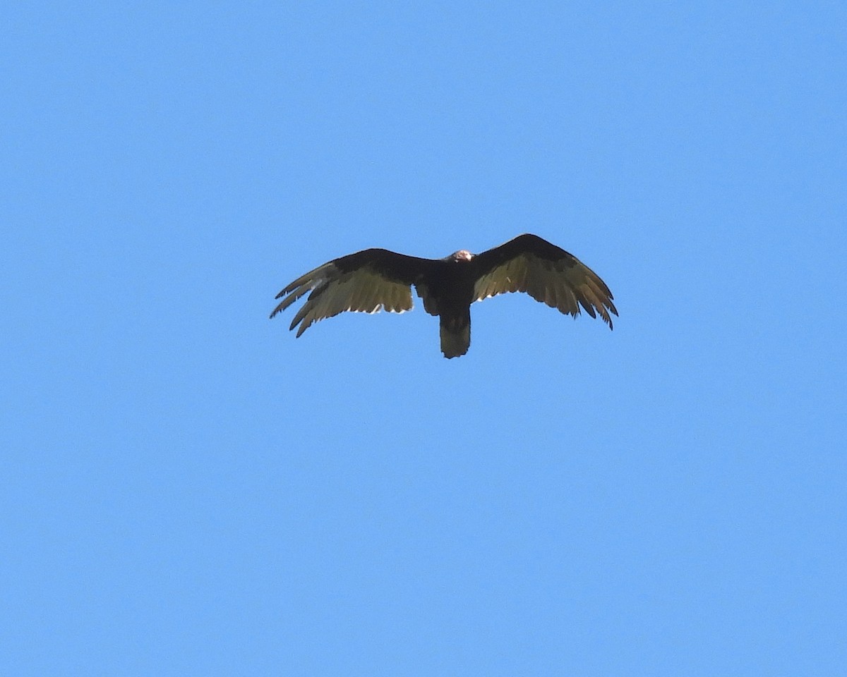 Turkey Vulture - ML620407318