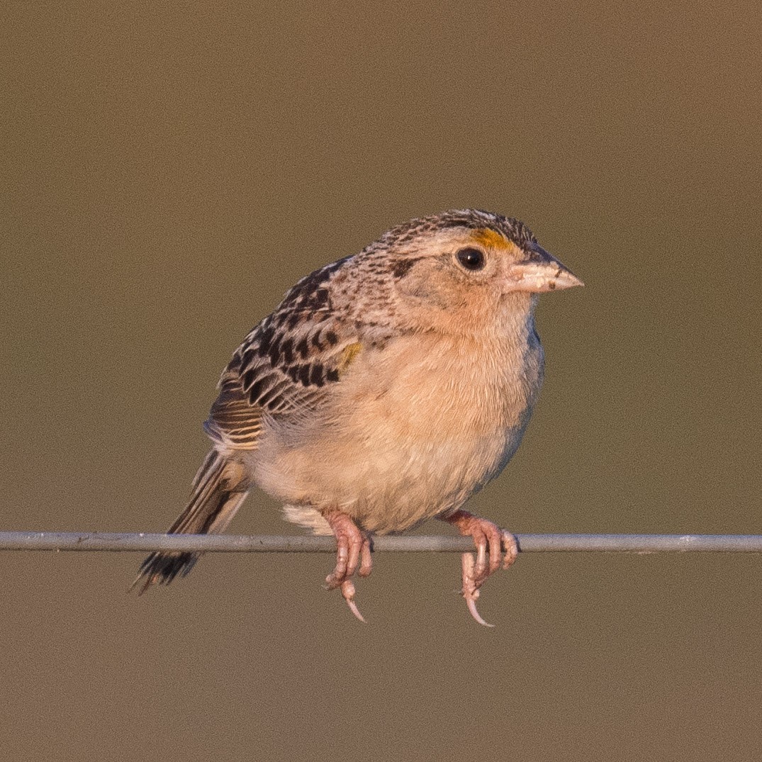 Grasshopper Sparrow - ML620407319