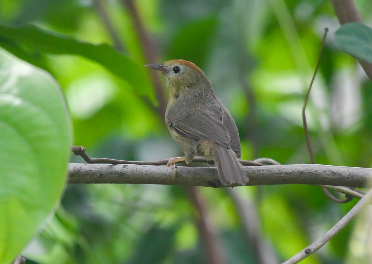 Rufous-fronted Babbler (Buff-chested) - ML620407328