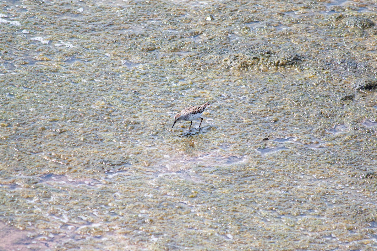 Least Sandpiper - ML620407337