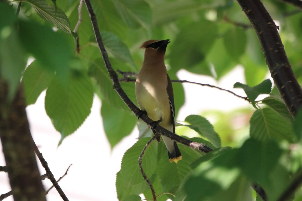 Cedar Waxwing - ML620407339