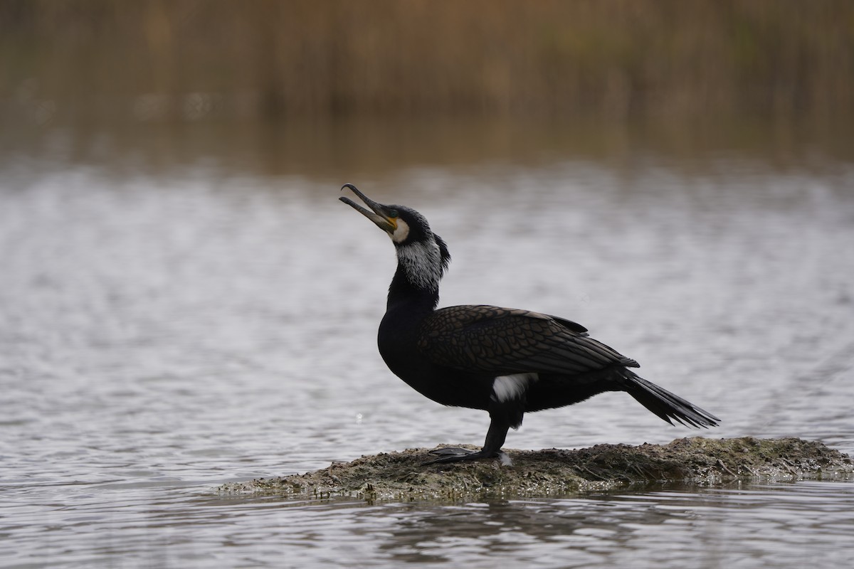 Great Cormorant - ML620407343