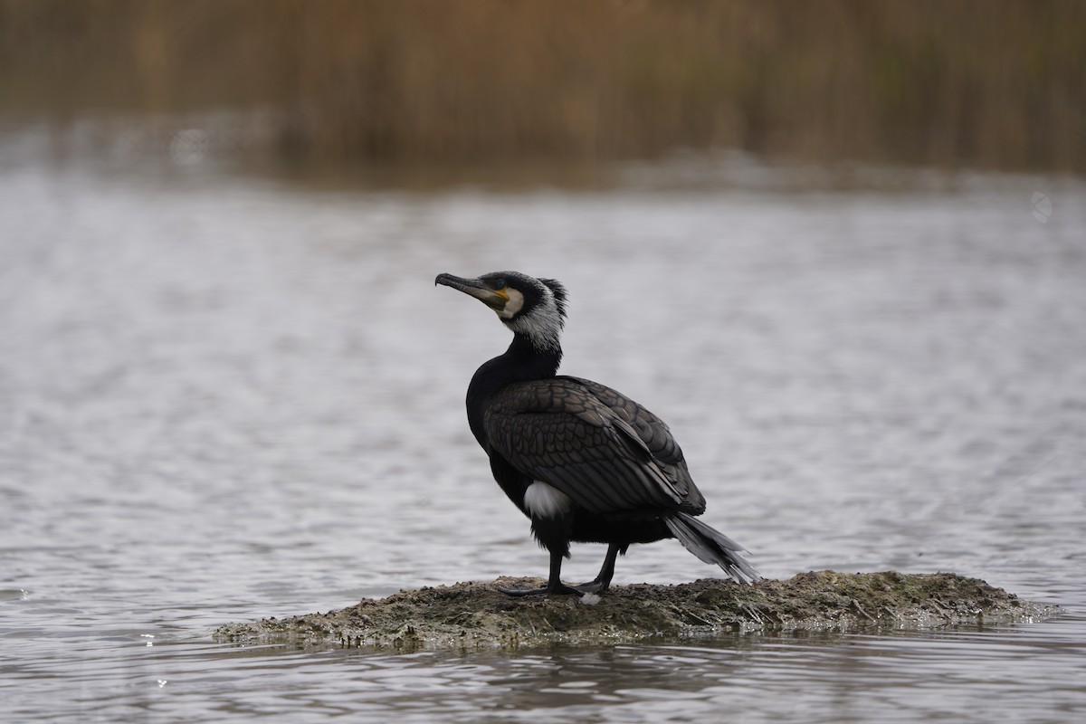 Great Cormorant - ML620407344