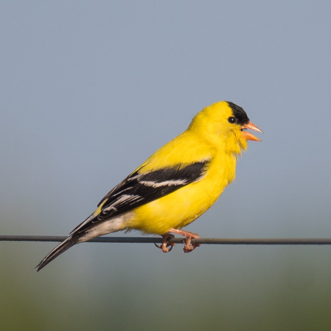 American Goldfinch - Liling Warren