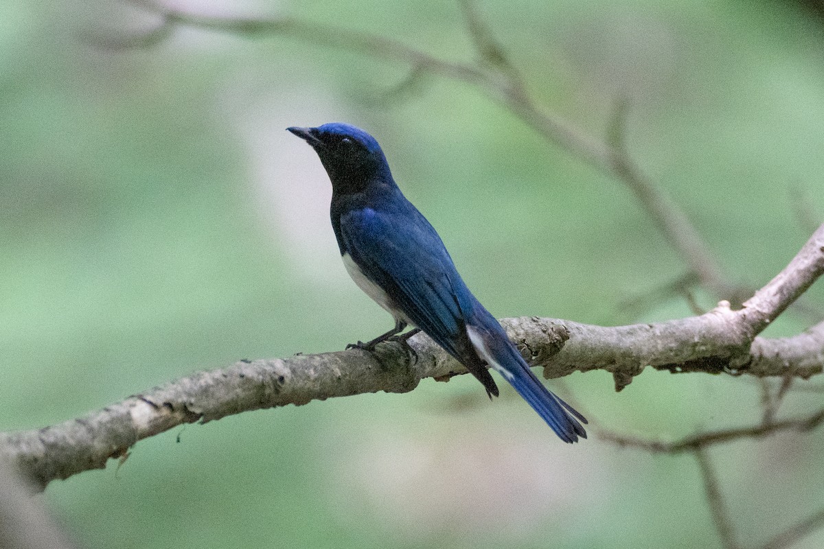 Blue-and-white Flycatcher - ML620407360