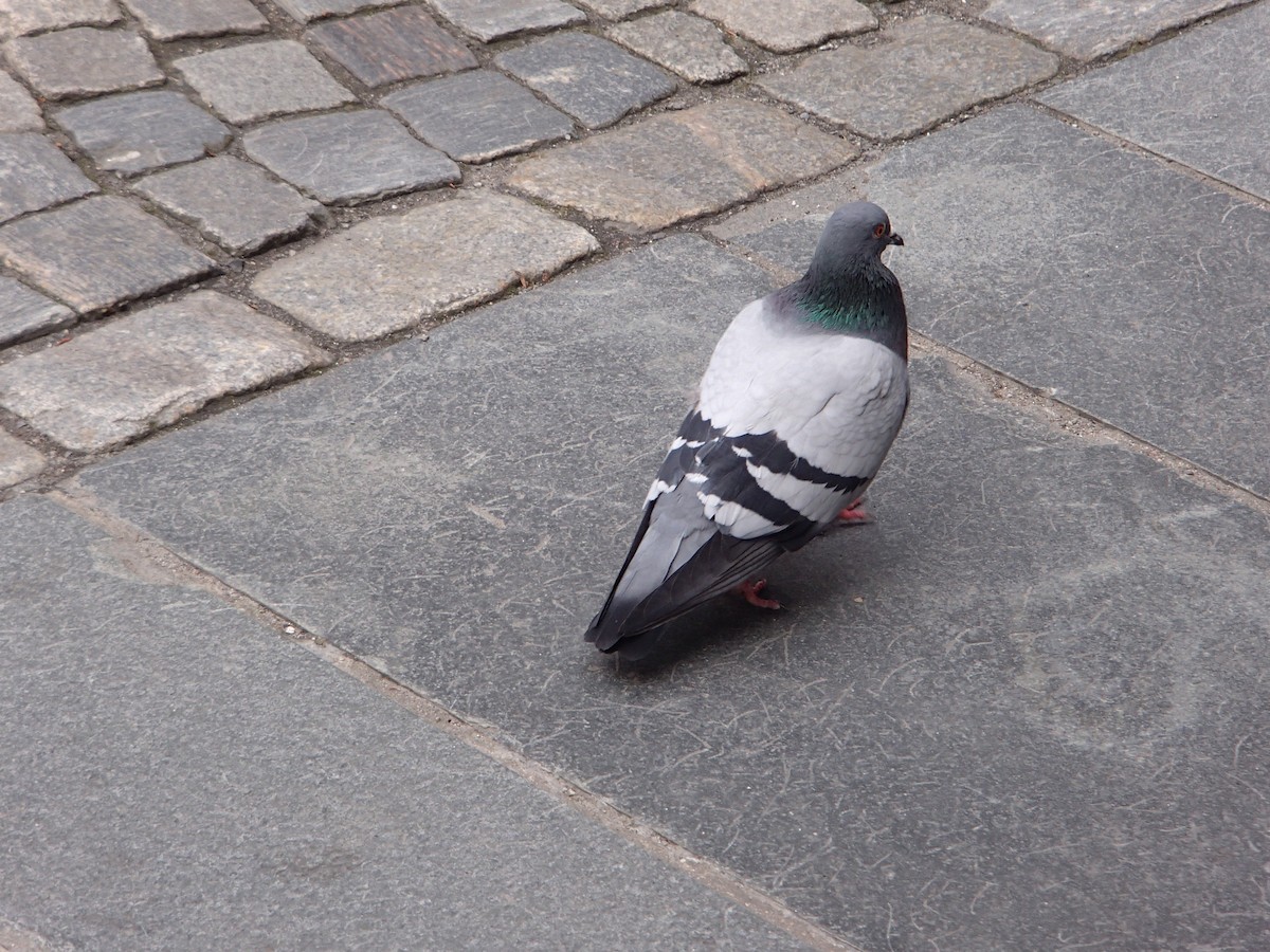 Rock Pigeon (Feral Pigeon) - ML620407367