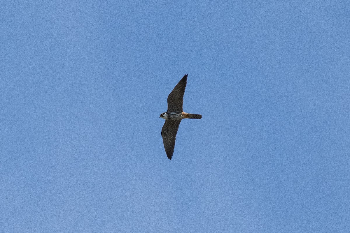 Eurasian Hobby - ML620407383