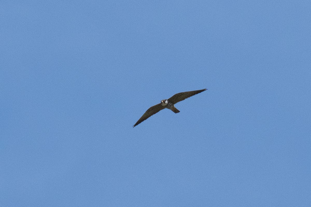 Eurasian Hobby - ML620407384