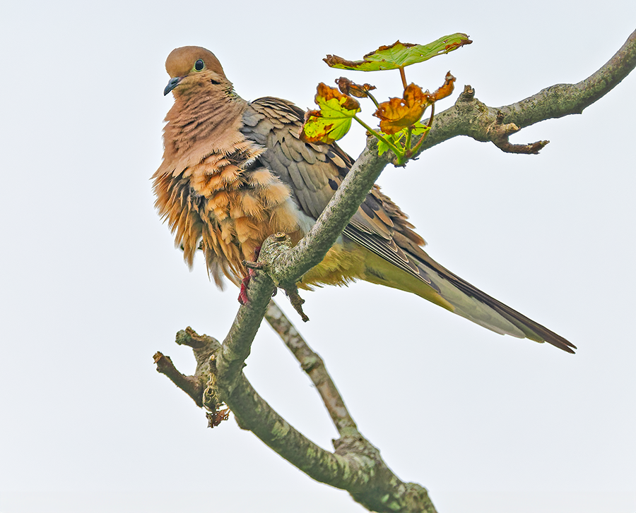 Mourning Dove - ML620407385