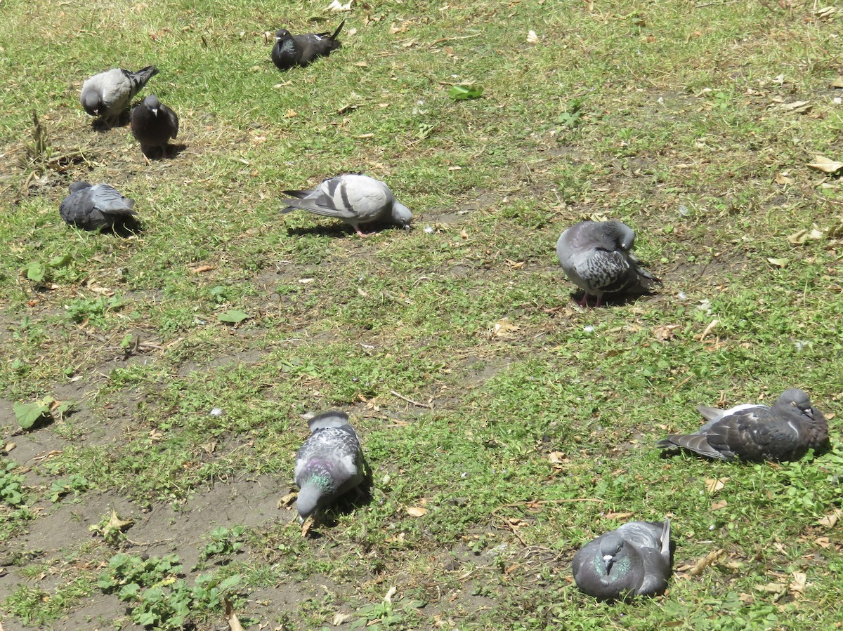 Rock Pigeon (Feral Pigeon) - ML620407397