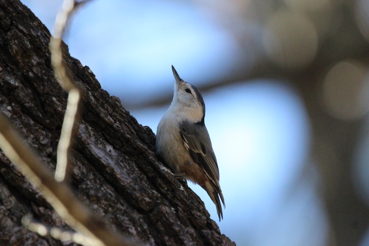 White-breasted Nuthatch - ML620407398