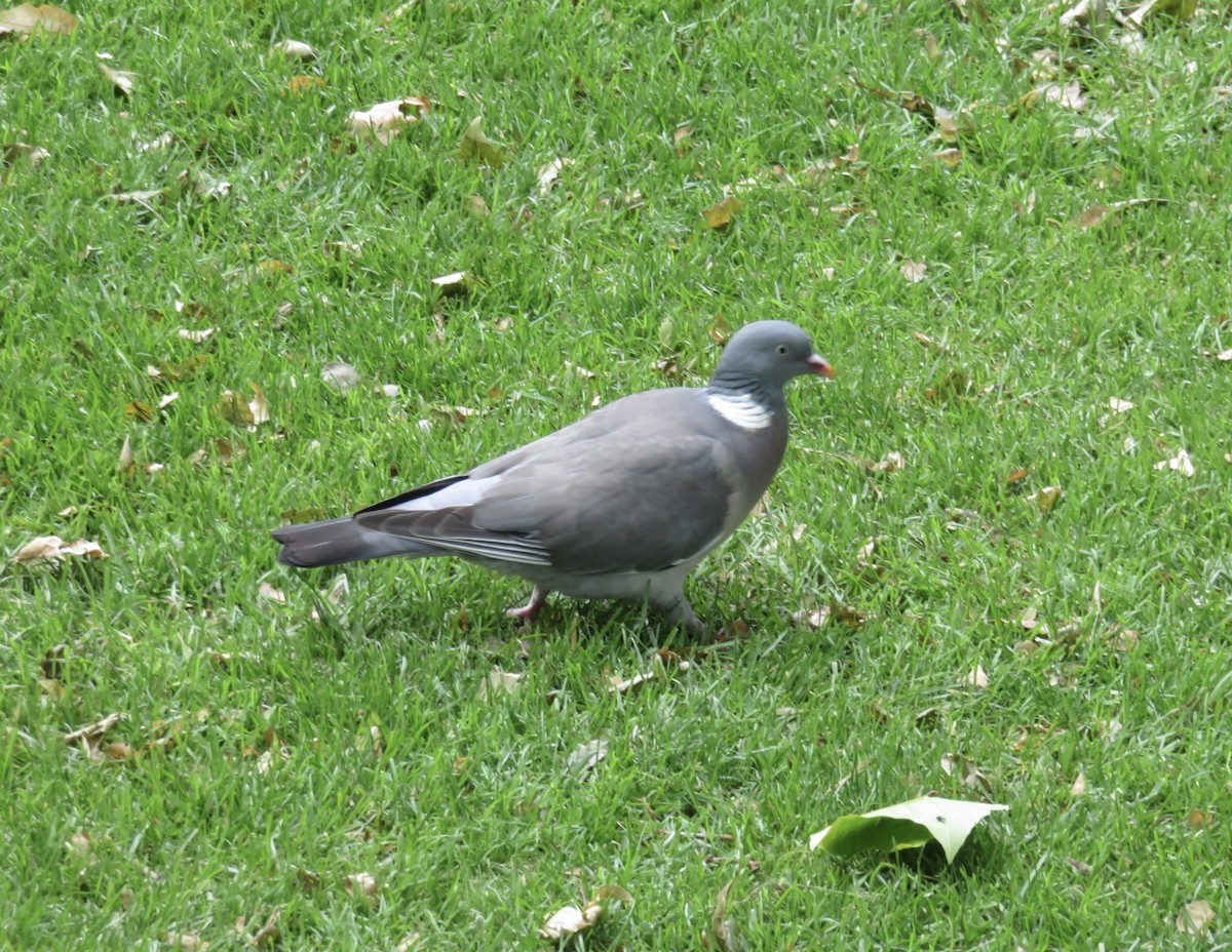 Common Wood-Pigeon - ML620407401